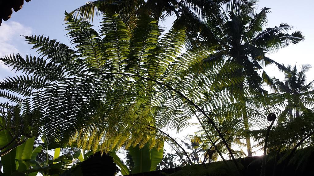 Hotel Imagine Bali Ubud Esterno foto